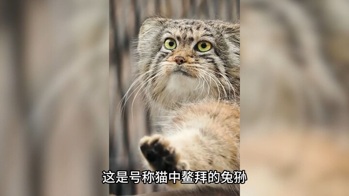 As expected, every species is cutest as a baby—those Pallas’s cat kittens are just too adorable!