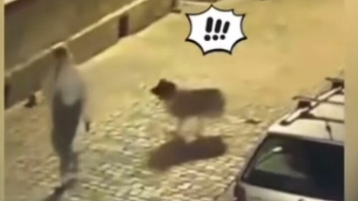 Remember, if the dog runs, you have to run too.