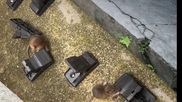 This is how you take down a rat!