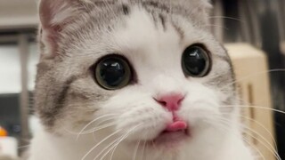 Keponakan berusia 2 setengah tahun tersenyum penuh kasih sayang pada kucing berusia 3 setengah tahun