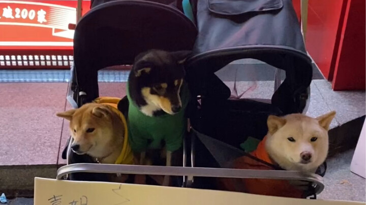 Another day we’re living thanks to our dogs~