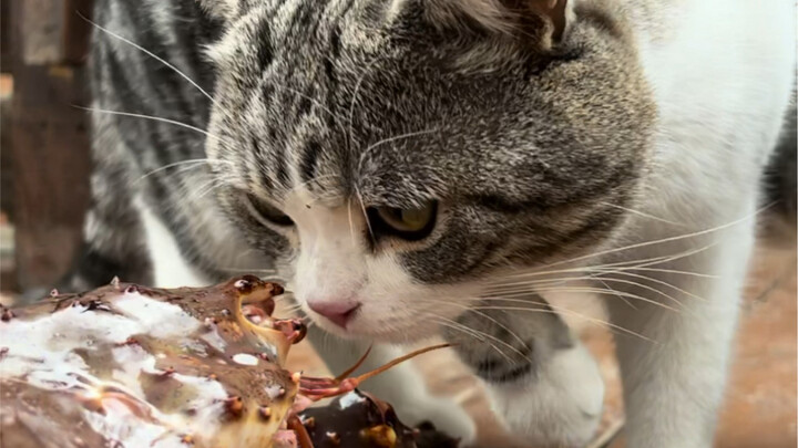 My husband made this “one crab, three ways” dish—it’s absolutely mind-blowing!