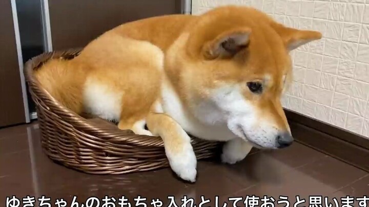 Khi bạn mua cho cún một cái ổ "siêu nhỏ". Cún: Những việc liên quan đến con người thì anh tuyệt đối 