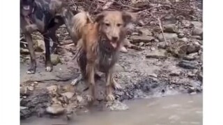 Funny Dog compilation🐾