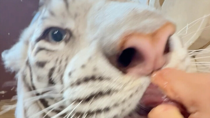 🦓: Beef may put me through a thousand trials, but I still treat it like my first love.
