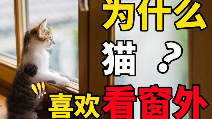Why do cats love watching out the window? Do they want to go outside and play?