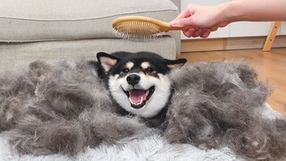 The scene of refurbishing the puppy and grooming the Shiba Inu is so spectacular!