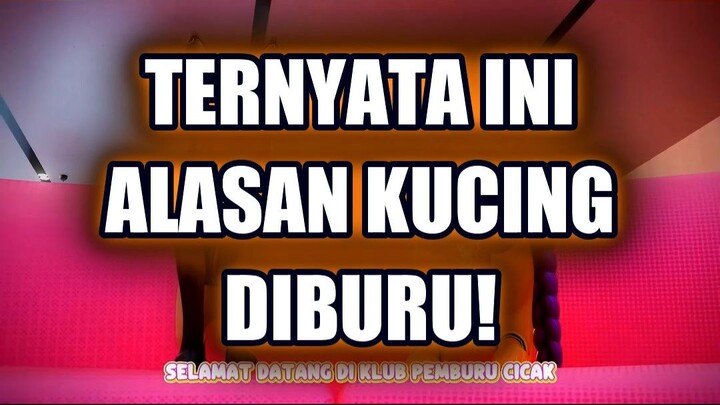 🔥 TERNYATA INI ALASAN KUCING KECIL DIBURU DI KLUB PEMBURU CICAK!