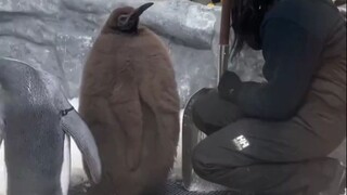 Bayi penguin kaisar yang sangat lucu _Hewan-hewan ajaib _Perilaku membingungkan hewan _Dunia hewan _