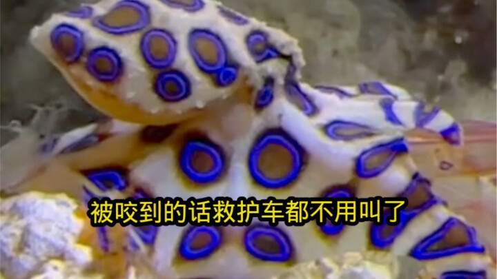 หมึกวงแหวนสีน้ำเงินมีพิษร้ายแรงเพียงใด? หมึกวงแหวนสีน้ำเงินชนิดไหนมีพิษร้ายแรงที่สุด?