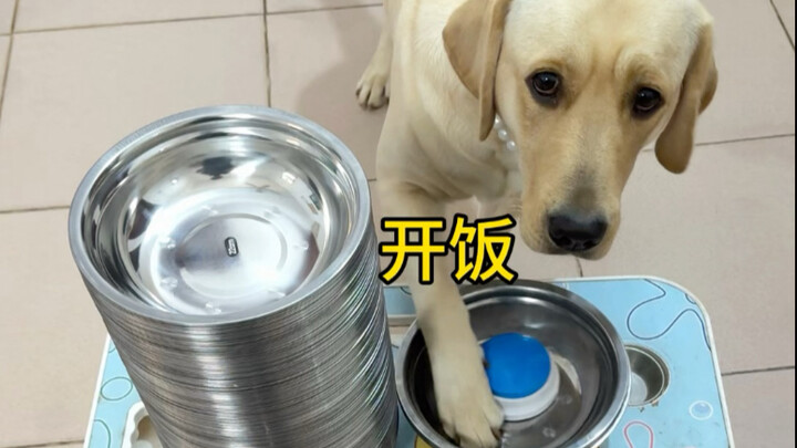 Chó: Dọn cơm đi, để cái bát hoài làm gì vậy?