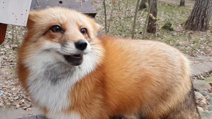 Klik untuk melihat rubah kecil sarapan