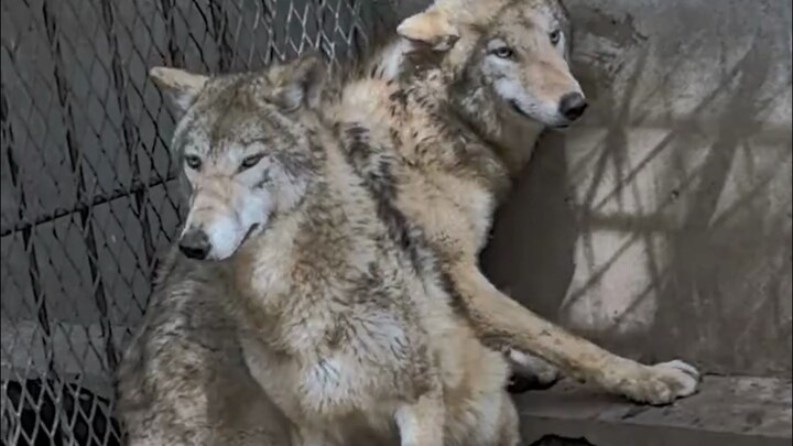 Mười năm nuôi hổ chẳng ai hay, một sớm cho sói ăn thiên hạ biết!