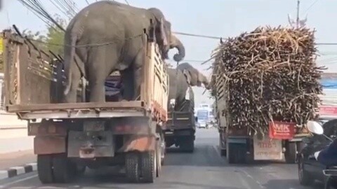 The cute elephant steals sugarcane, a real cute foodie