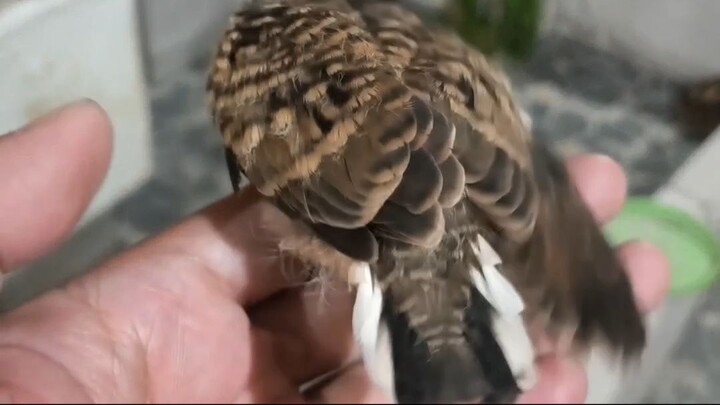 Nemu Burung Dijalan, ini burung apa ya?