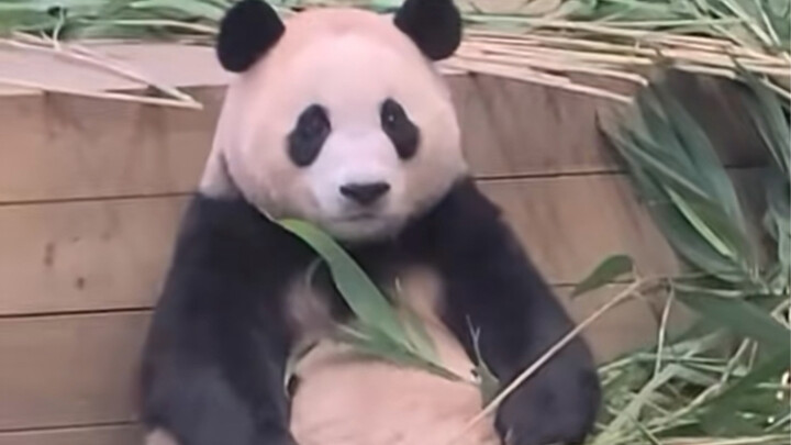 Fubao ketakutan karena cegukannya sendiri, bengong beberapa saat hahaha haahh~