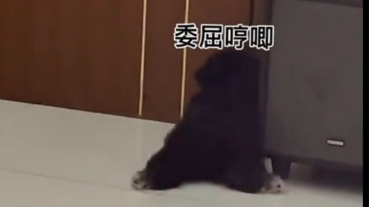 A dog so upset it does the splits