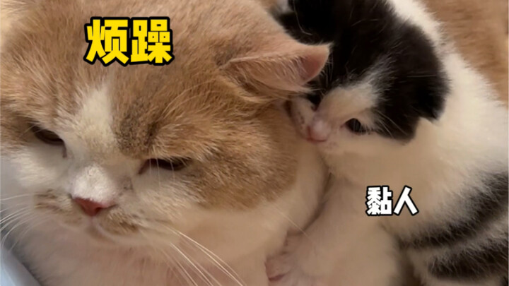 Ai ngờ thằng nhóc lại coi quả lê đầu to là mẹ cơ chứ!