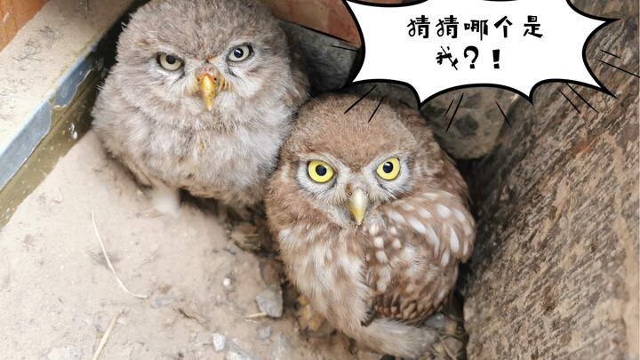 【Little Owl】I’m all better now—thanks for everyone’s encouragement!