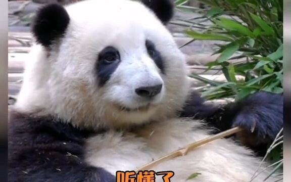 Sichuan dialect is panda talk, right? #Let's wait together for panda YaYa to come home