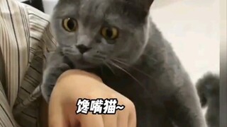 猫：给我馋死了都！
