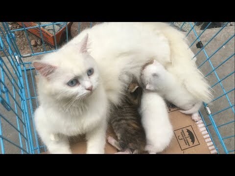 Kucing Bella Menyusui Anaknya. Bikin Gemes😻 (Video Peralatan Kucing).