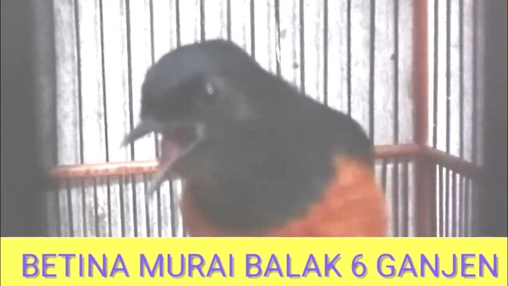 Suara murai betina birahi | Balak 6