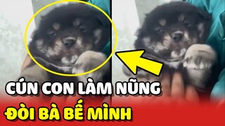 Tan chảy với chú chó con LÀM NŨNG quyết tâm đòi bà bế mình 😍 | Yêu Lu