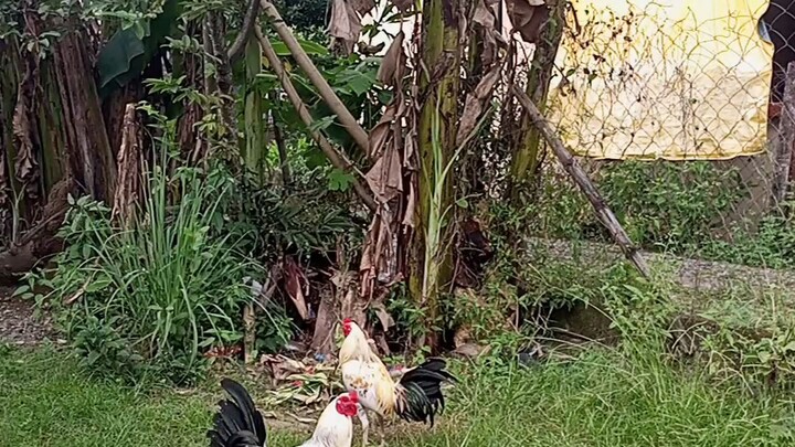 Father and Son 5 months