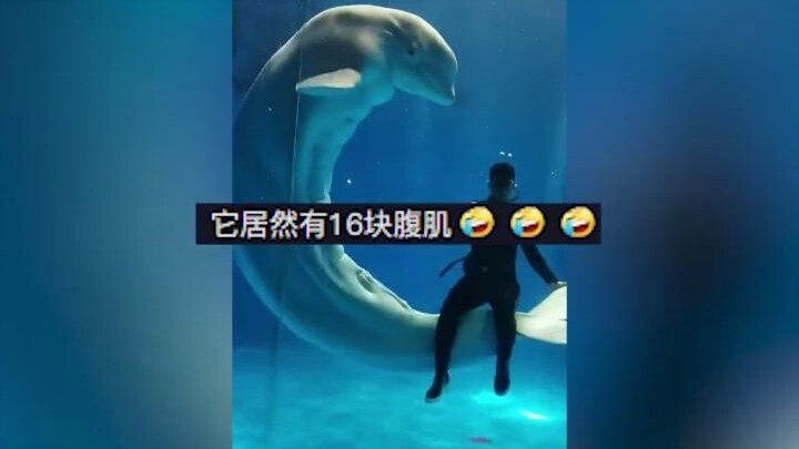 A beluga whale in Shandong unexpectedly showed off its abs during a performance; after counting the 