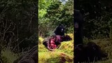 Grizzly bear survival mode #shorts #shortvideo #attack #film