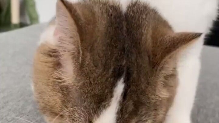 Cat Has Been Coughing for Half a Month, Then Carries Away Orange Peel to Eat the Pith — Source