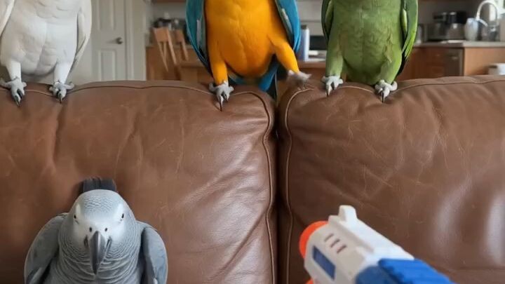 FUNNY PARROT ARTIST 🦜🐦