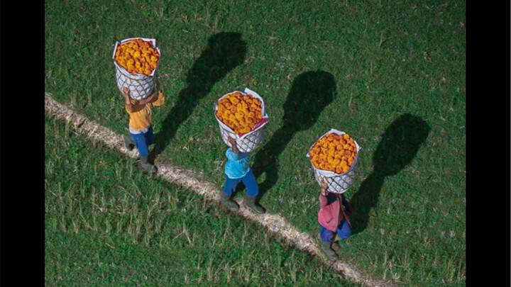 Tích lũy thẩm mỹ | So sánh văn hóa – thiên nhiên