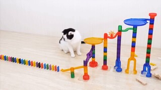 Kucing bermain domino bersama dan hampir gagal!
