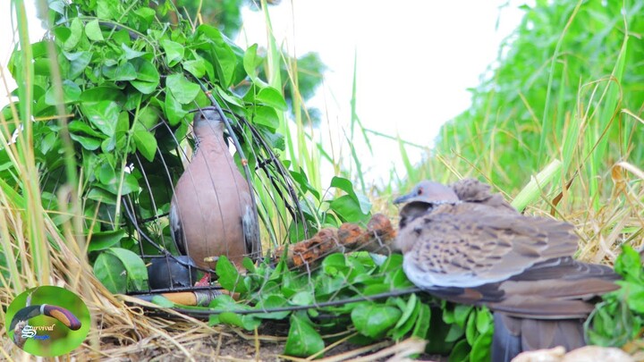 Journey A search for wild pigeons with New King Of Trap - Amazing dove trap