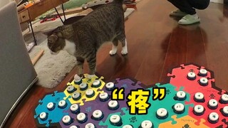 小猫咪似乎真的在努力告诉铲屎官他不舒服