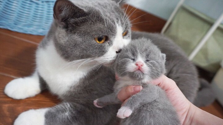 The cat was stunned the moment it saw the little kitten: How come Old Wang’s kid from quarantine loo