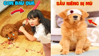 Thú Cưng Vlog | Sầu Riêng Và Cô Cô #9 | Chó gâu đần thông minh vui nhộn | Funny smart pet dog