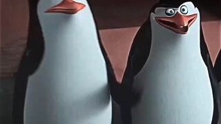 فقط من شاهد الفيديو سيعرف مدى غرابة هذه البطاريق الأربعة