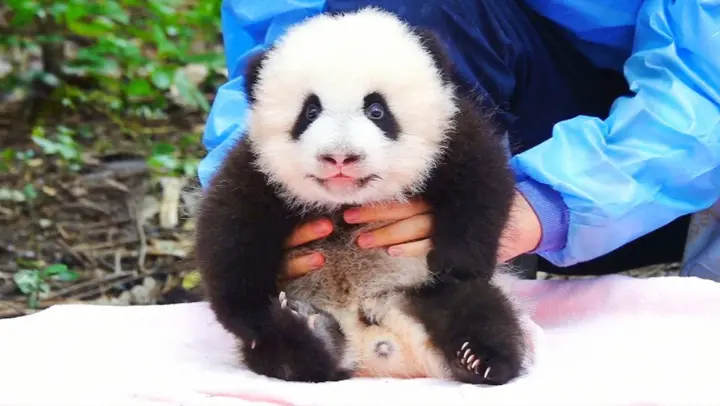 【Panda】Cute panda- Fu duoduo