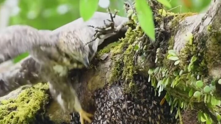 bees vs eagle