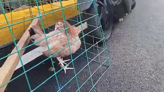 Dink Fair 5k Sweater Hen X  Ormoc Gold X MCLEAN HATCH 🐔🐓