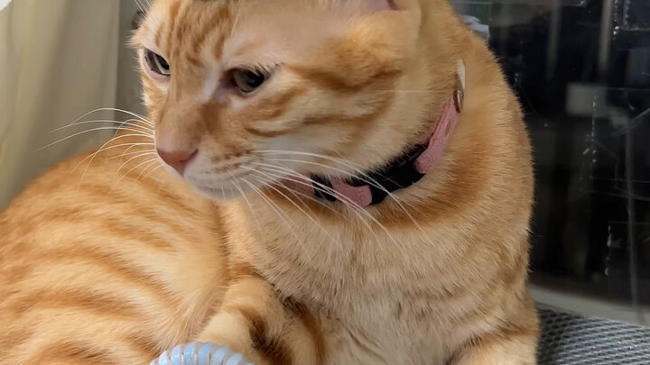 Đỉnh đầu của Mi là bộ thu tín hiệu; nếu bị che phủ thì sẽ bị hỏng hóc.