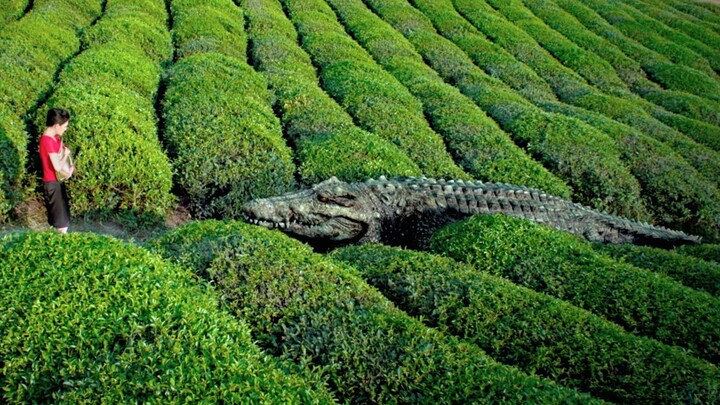 Will Xiaohe become A Mao? The Million-dollar Crocodile is the pinnacle of Chinese monster movies