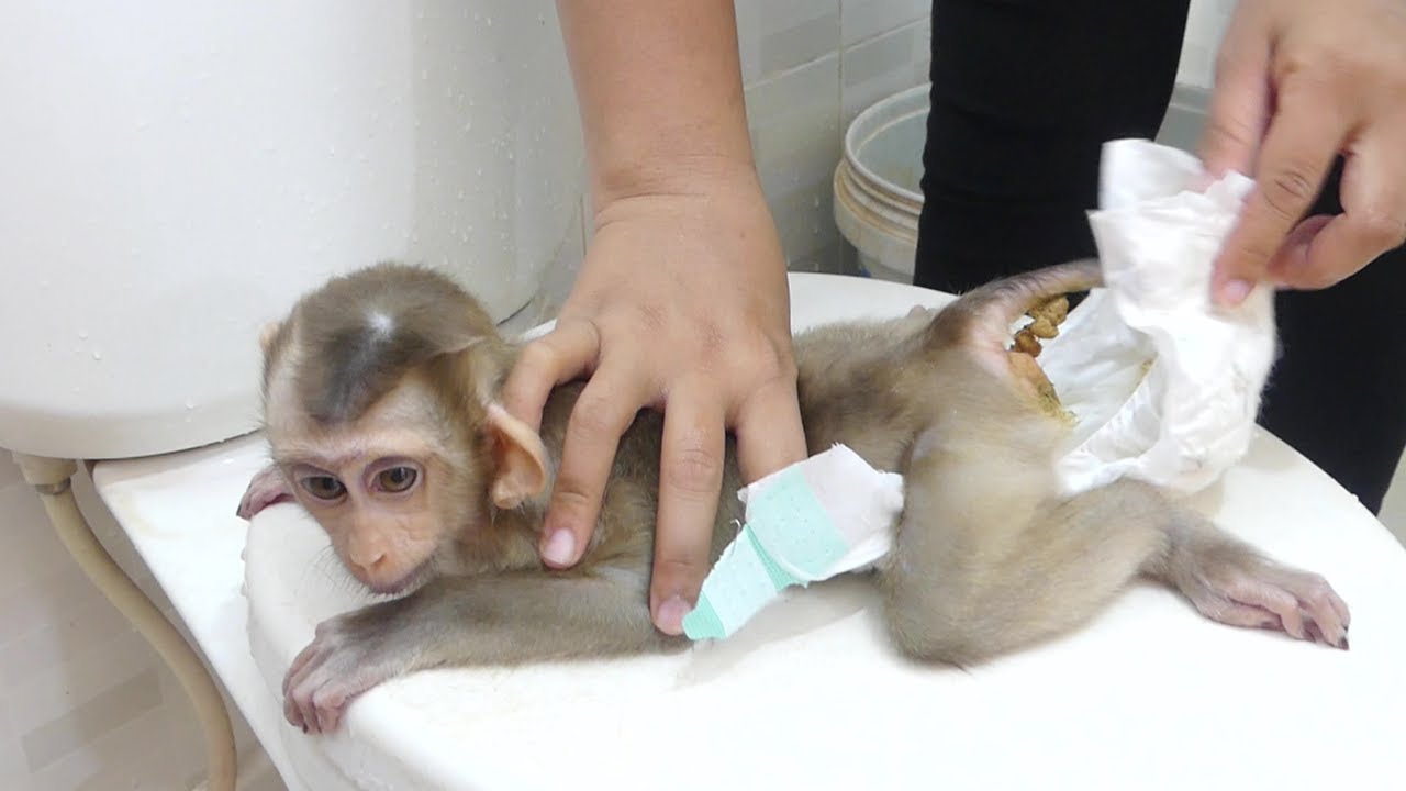 baby monkey wearing a diaper