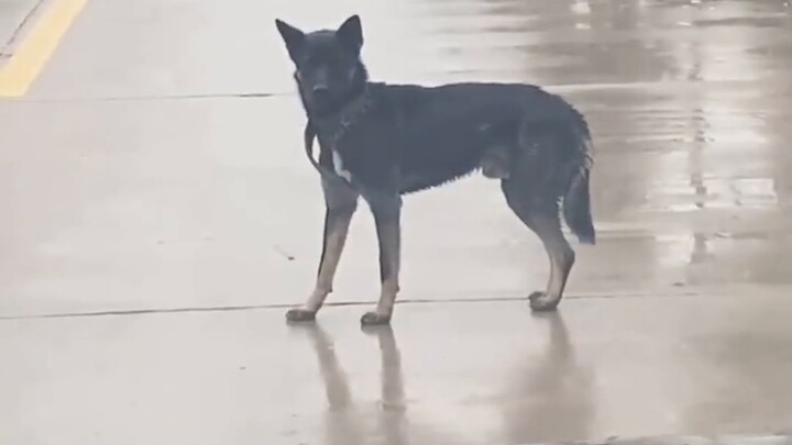 Selama pengujian, jika Anda bertemu anjing atau orang lain saat mengemudi di jalur lurus, jaga agar 