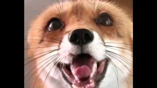 原来狐狸是这么叫的？ | 动物迷惑行为大赏#3
