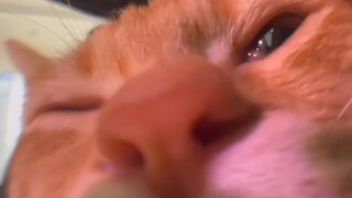 Video gốc của meme mèo, nguồn gốc của mọi tội lỗi