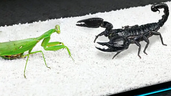[Mantis VS Scorpion] Who'd Win, Agile Assassin Or Heavy Warrior?
